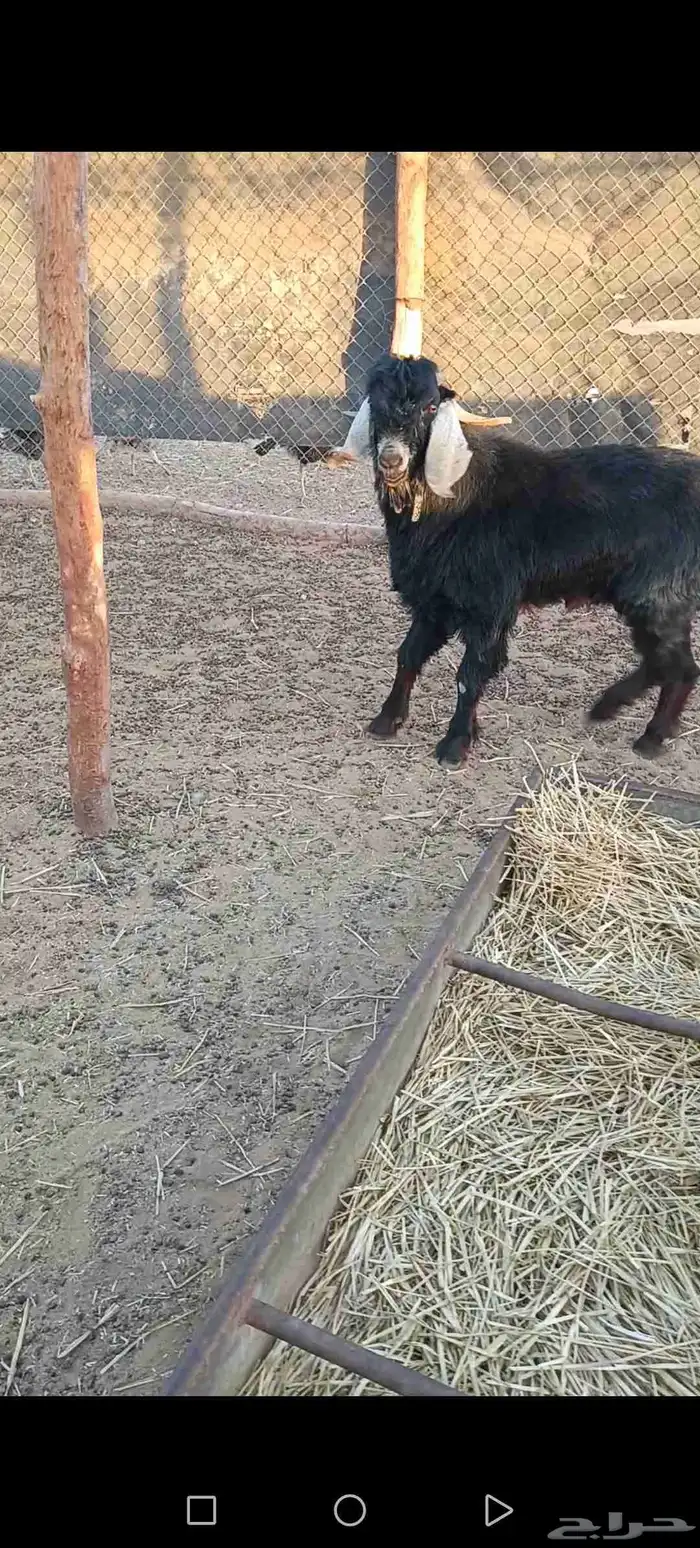 تيس فحل يقرع 0