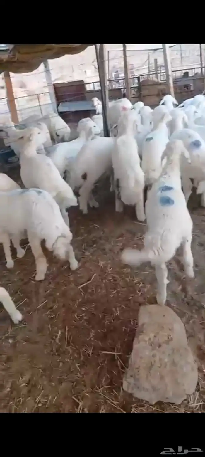 غنم نعيمي بلدي وحريات 3