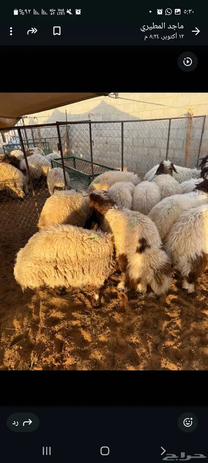 غنم نعيمي بلدي وحريات 2