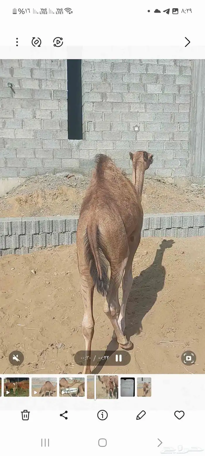 قعدان لبانيه سواحل لسه اعمارها صغار 7
