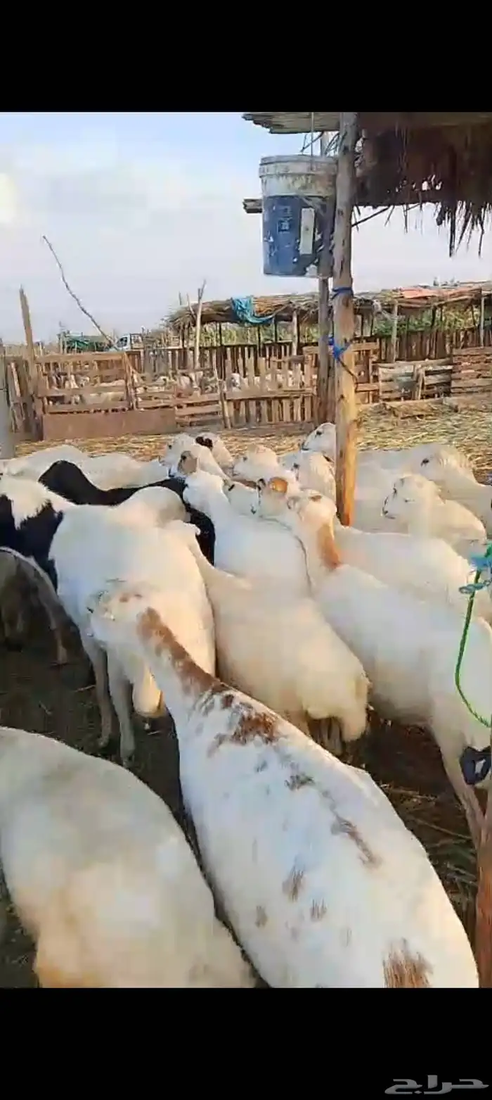 ضان رفيدي بلدي العدد 45 تحتها 10 1