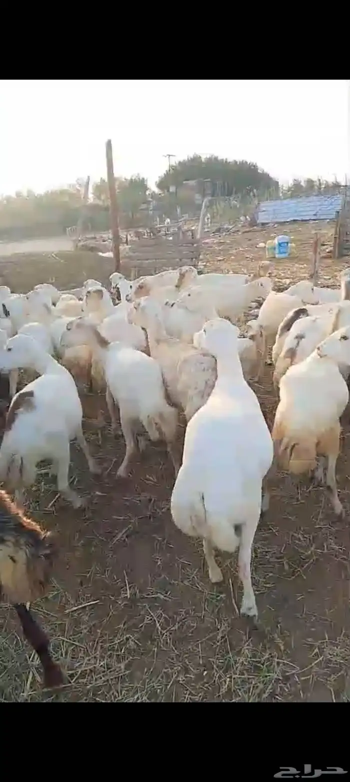 ضان رفيدي بلدي العدد 45 تحتها 10 0