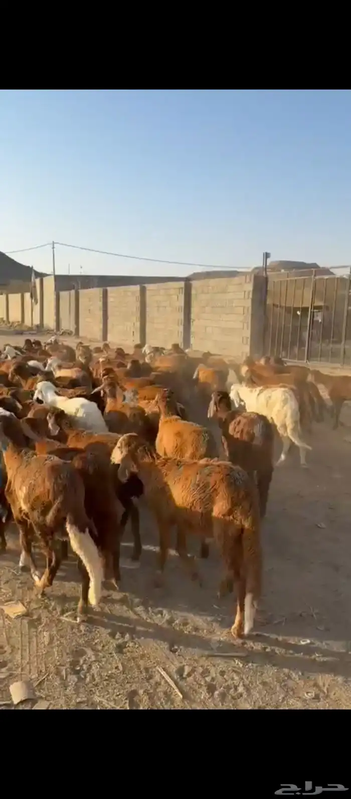 طليان سواكني 0