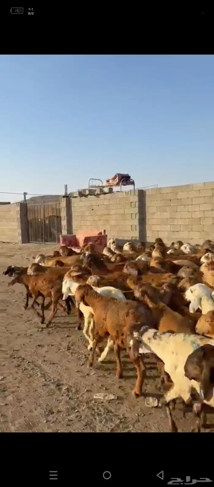 طليان سواكني 2