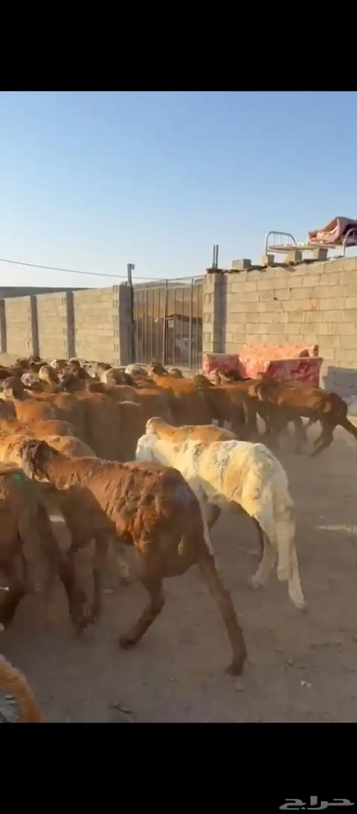 طليان سواكني 1