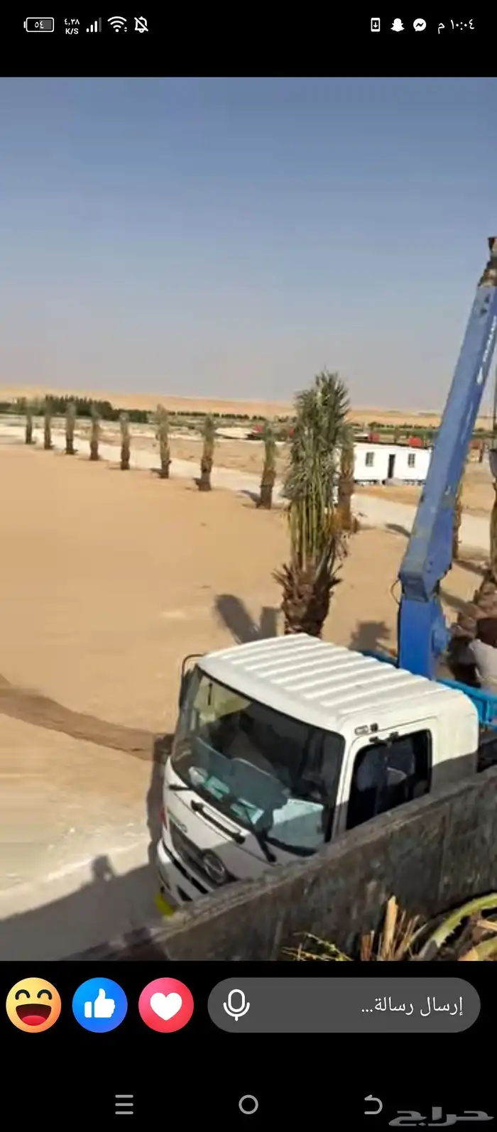 يوجد لاديناء نخيل من جميع لانواع 4