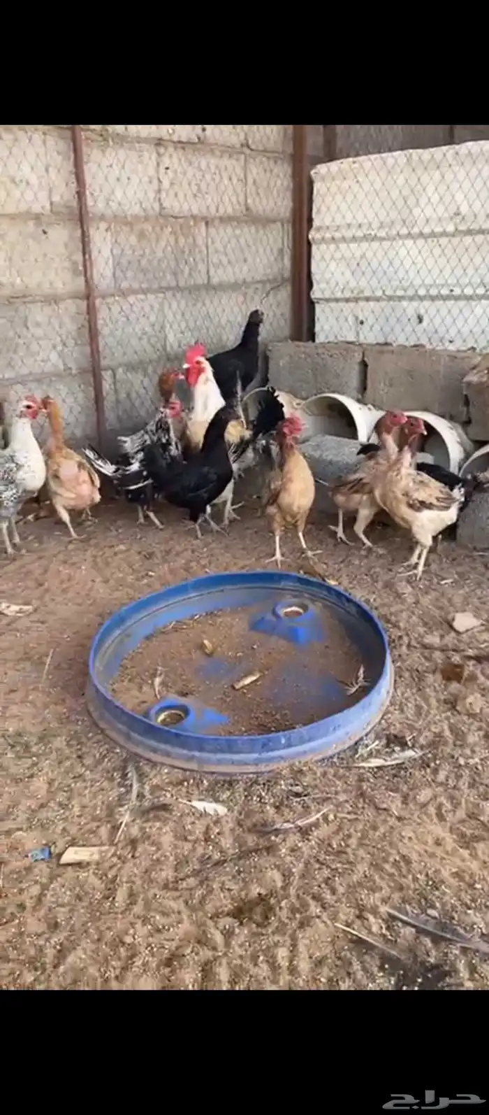 دجاج بلدي للبيع 0