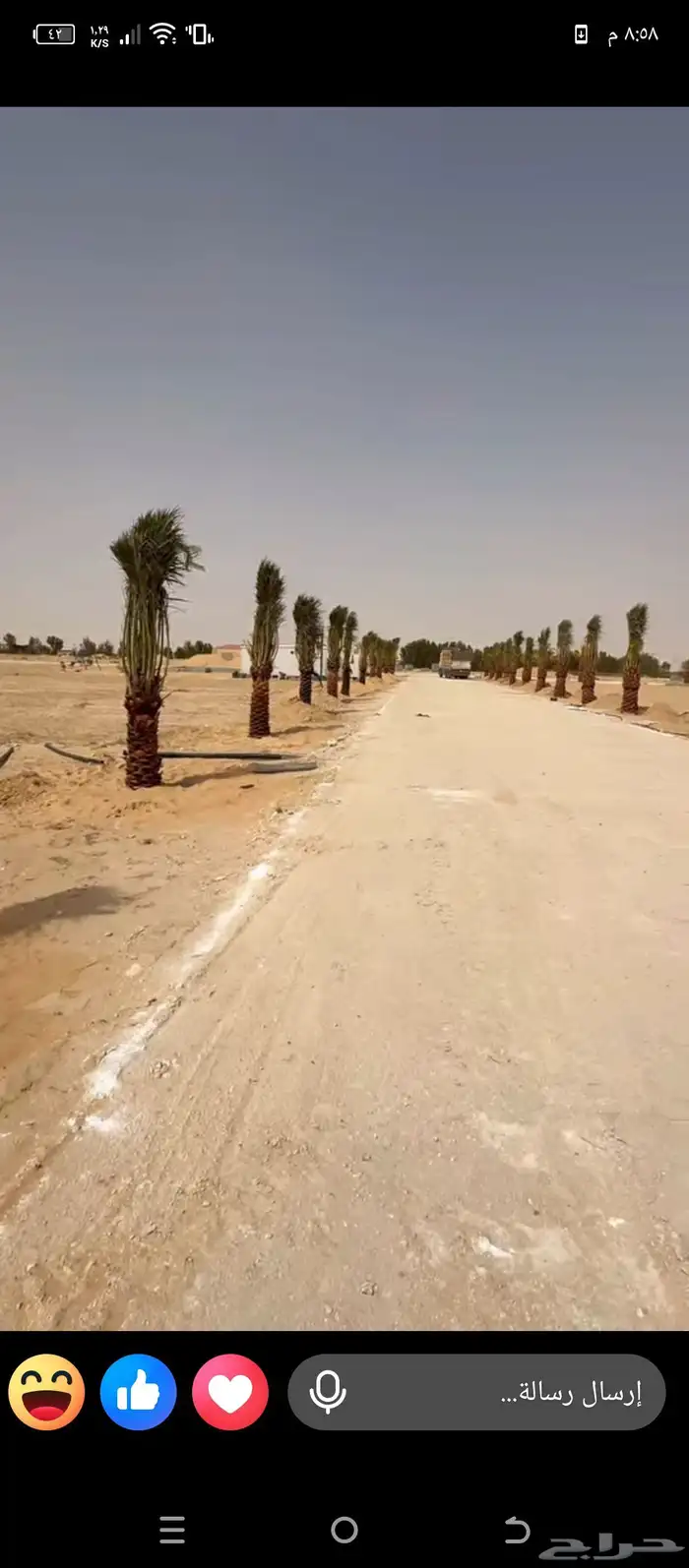 يوجد لاديناء نخيل من جميع لانواع 9