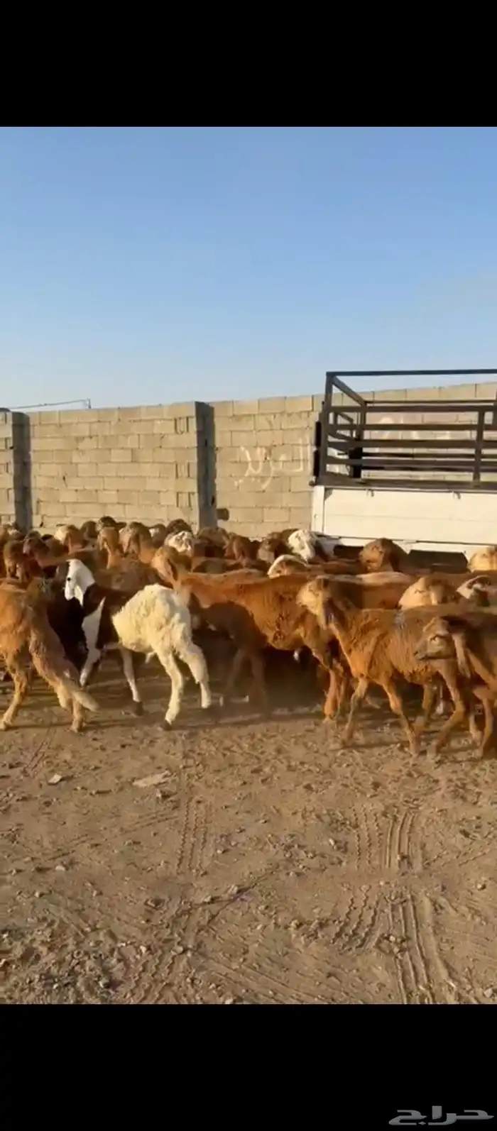 طليان سواكني 3