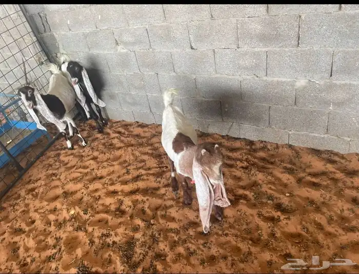 جفار هولندية 0