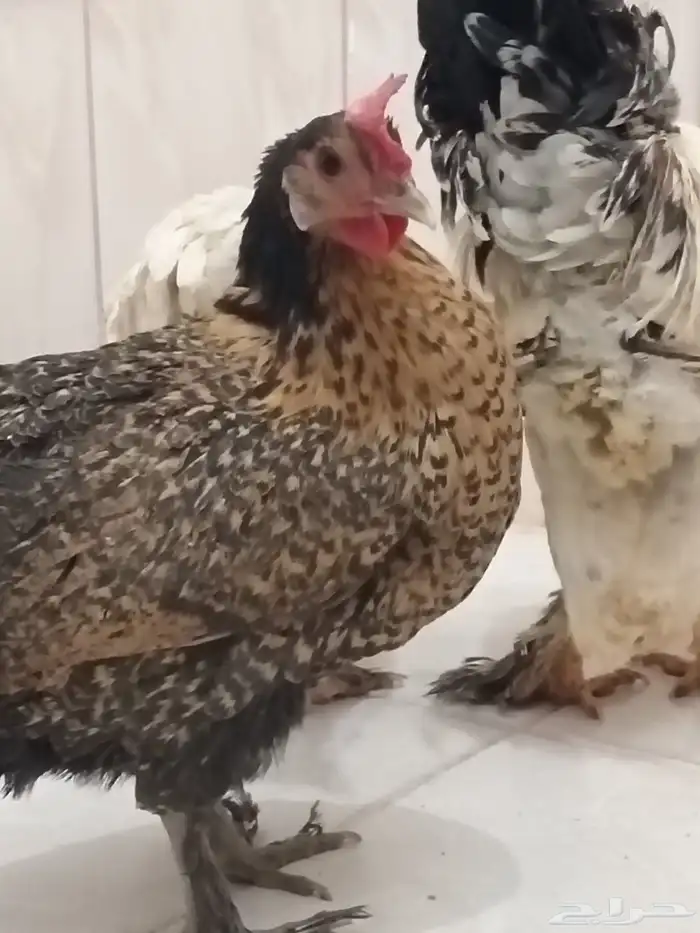 دجاج براهمه 6