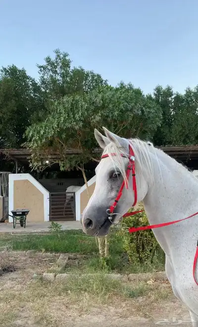 غرفه خيل للاجار index