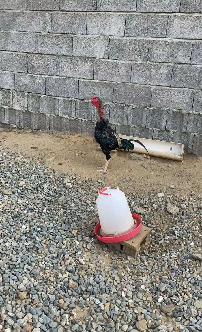 ديك باكستاني 0