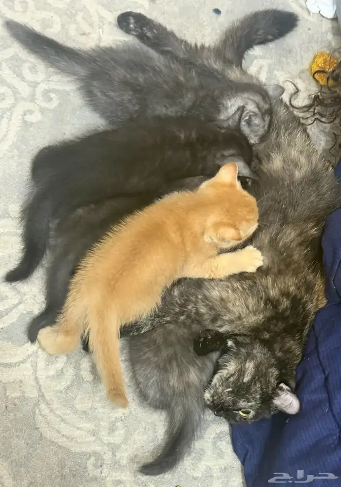 قطط سكوتش فلود للبيع 0