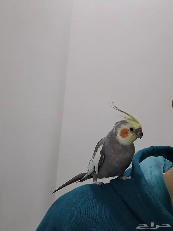 كروان ذكر اليف مغرد 0