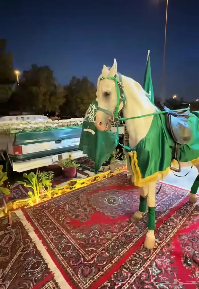 آجار جمال رحول ركبي وا خيول عربيه بي اليوم وا الاسبوع 2