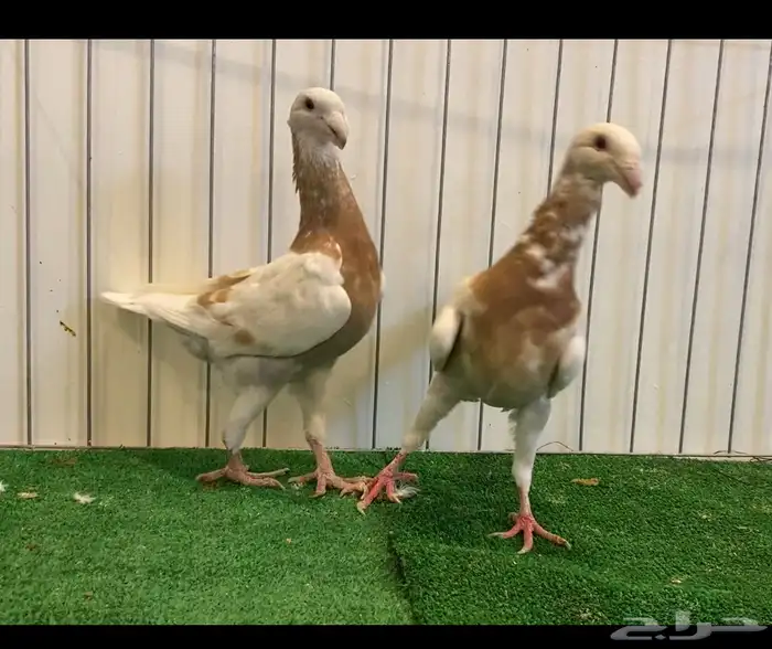 حمام هومر نوادر 1