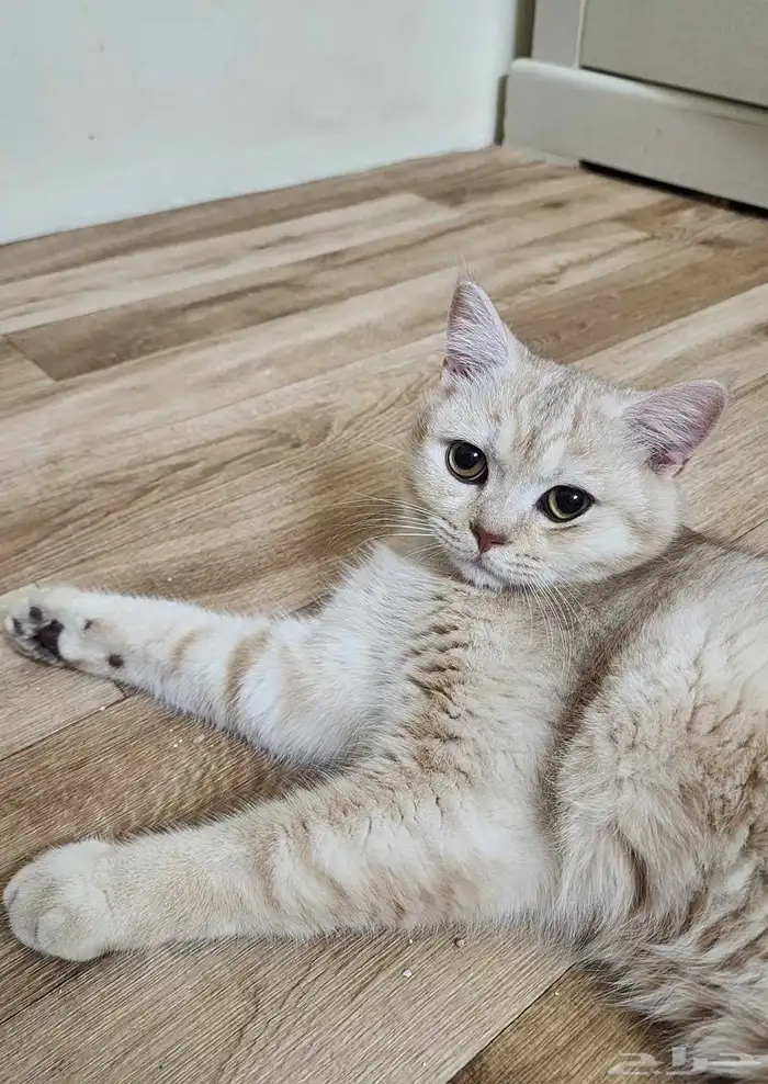 قط سكوتش ستريت ابيض للبيع 1