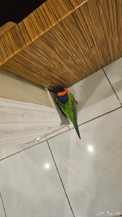 ببغاء ضايع 0