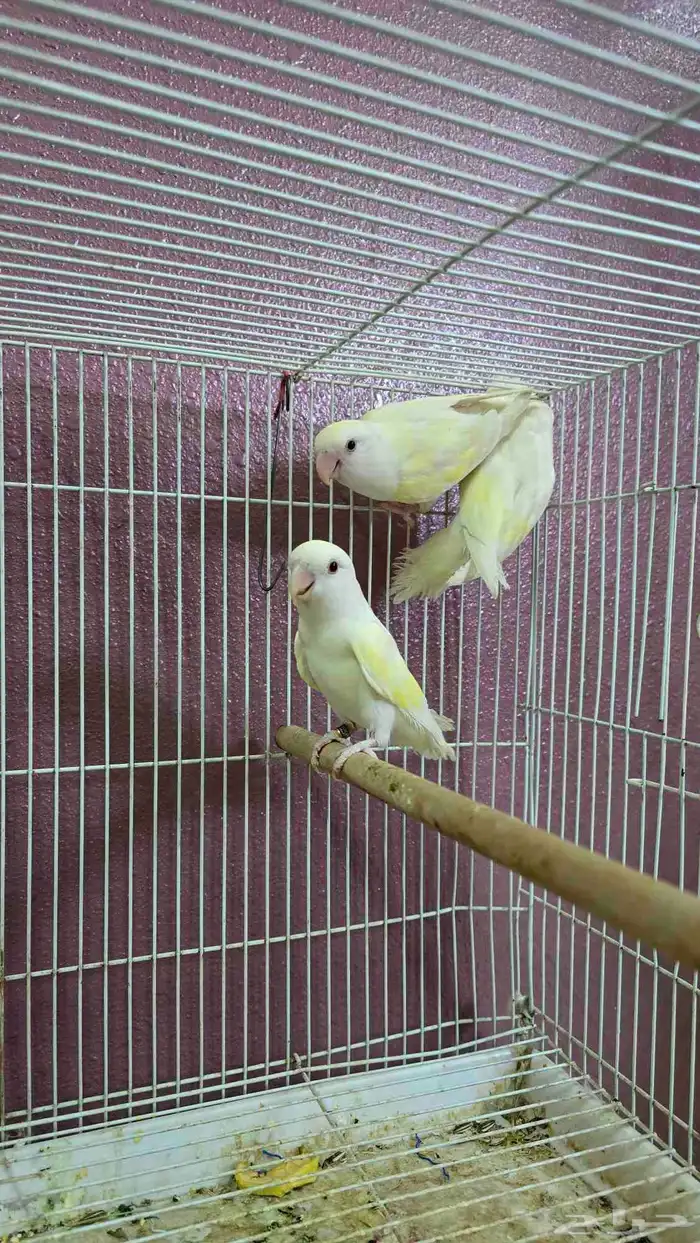 روز اينو عيون حمر للبيع 1