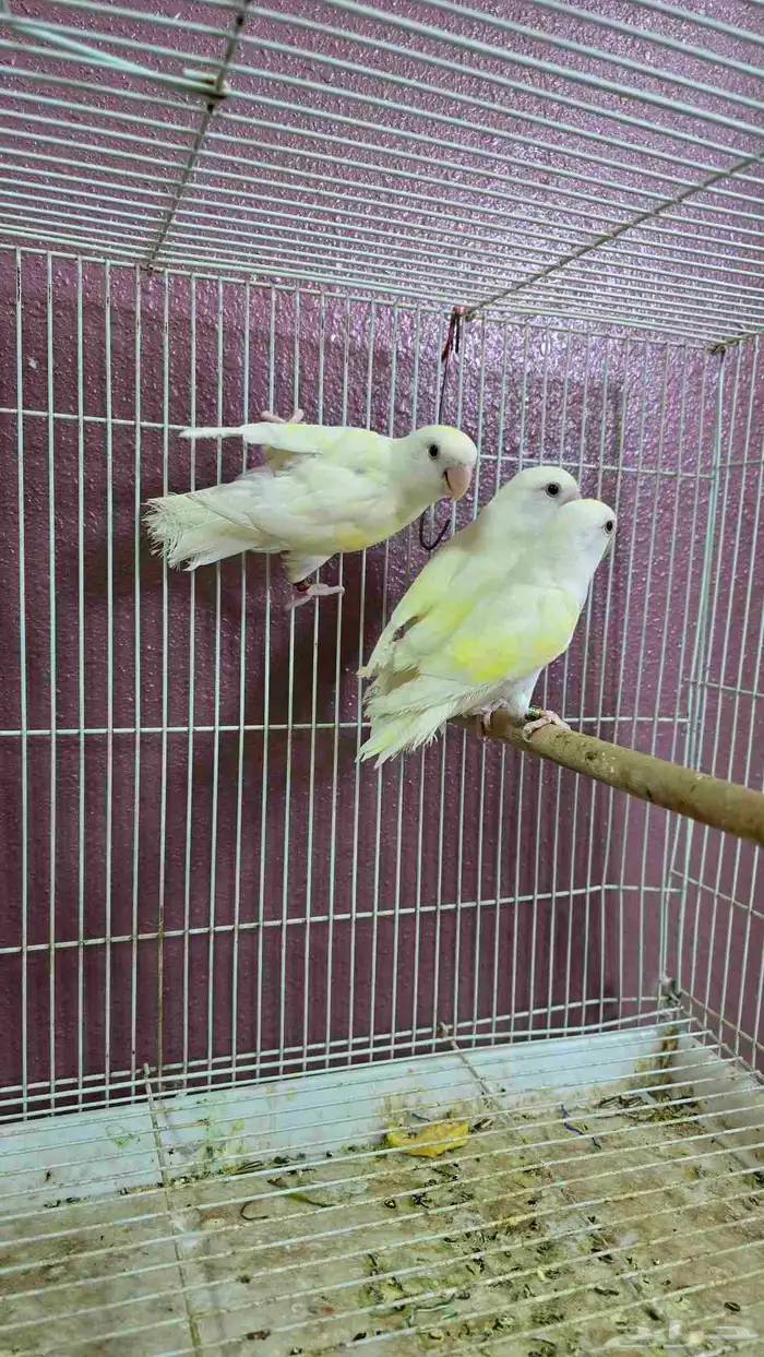 روز اينو عيون حمر للبيع 2