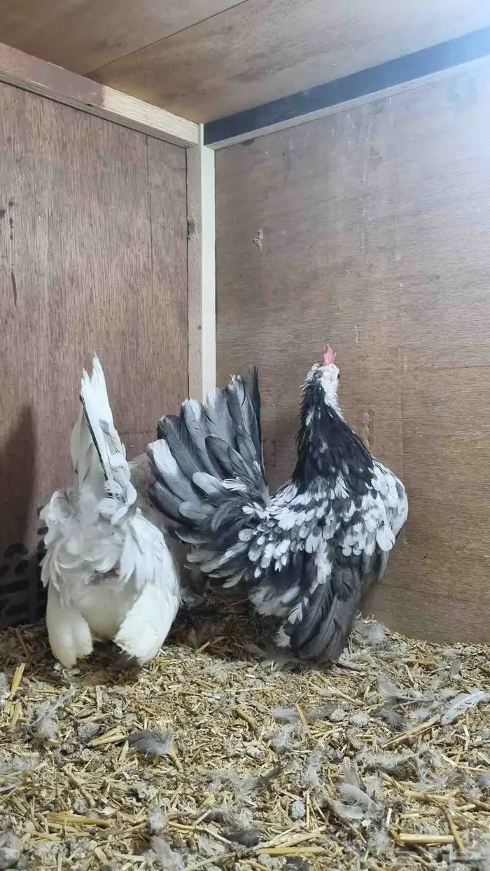 دجاج جبنيز قزم مميز 1