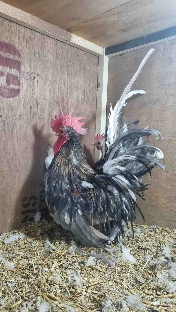 دجاج جبنيز قزم مميز 0
