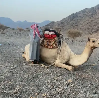 قعود ركبي حر اديب ومشروط 0