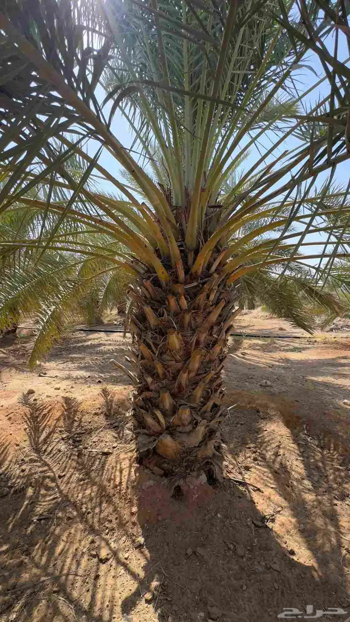 نخيل مثمر للبيع نخل طيب اسعار معقوله 0