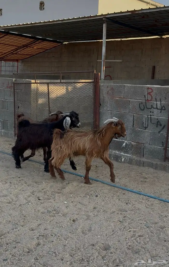 تيوس بريه للبيع 3