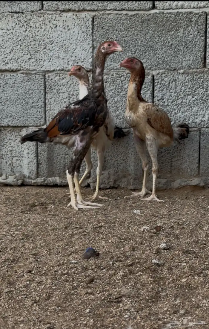 شامو ياباني 1