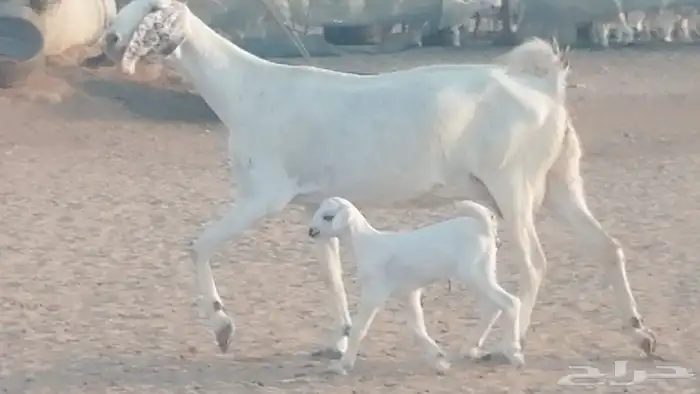 عنز بيشية متاؤم صنف الصنف 22