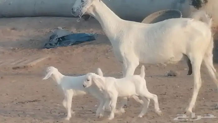 عنز بيشية متاؤم صنف الصنف 10