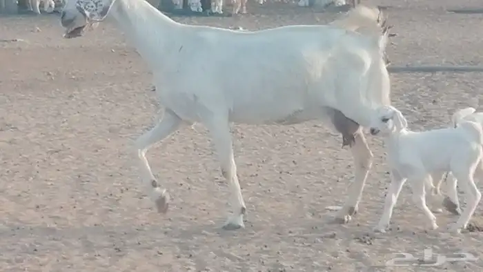 عنز بيشية متاؤم صنف الصنف 23