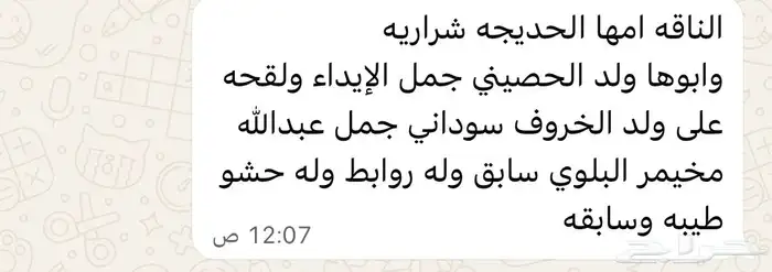 ناقه 1