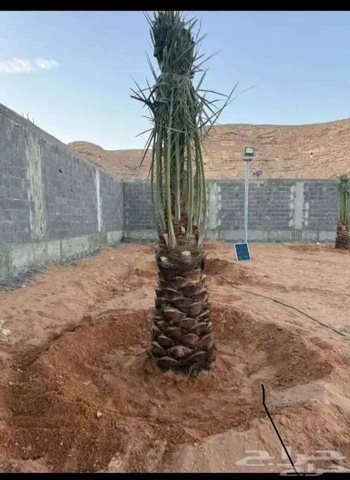 يوجد لدينا توريد جميع انواع نخيل الواشنطن والعربي المثمر 050 6