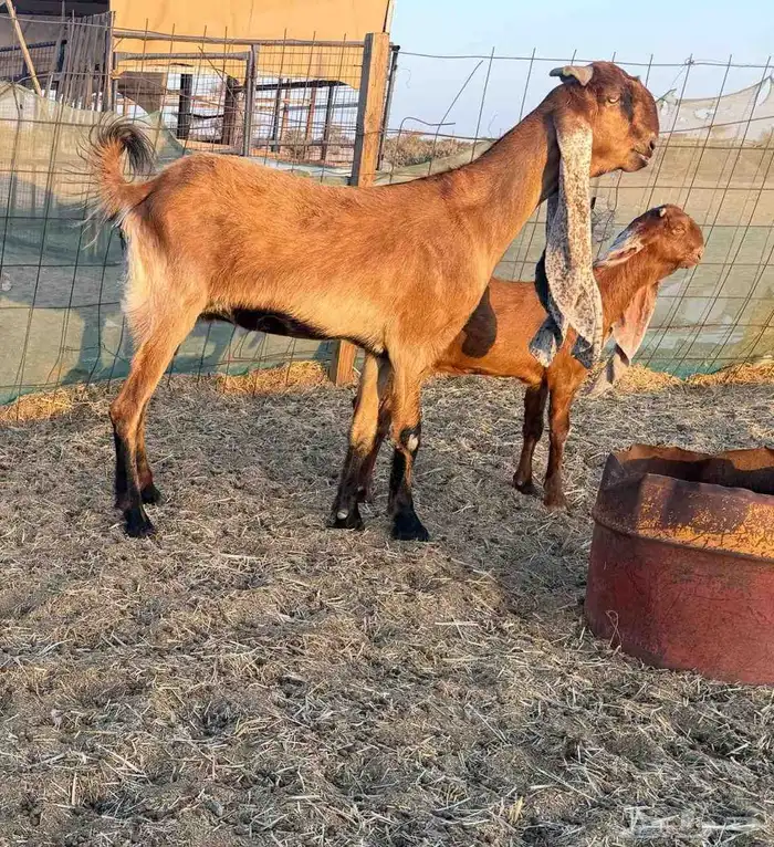 عنز حجازية ثنيه جرم فاخر متبع بجفره نادره 0