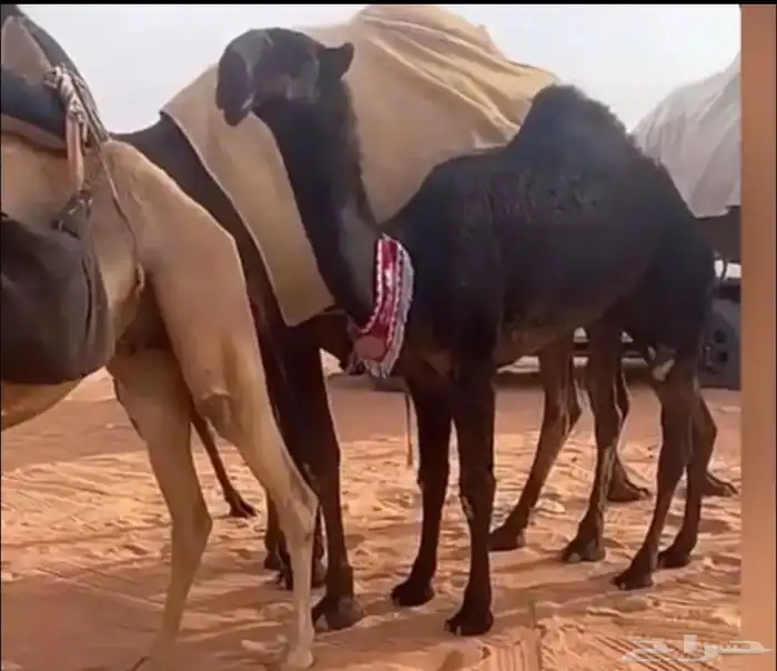 أبكار ابل طيبة نوادر النوادر قروب 0