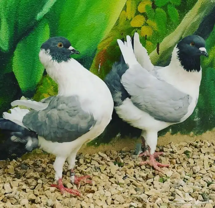 حيوانات 21