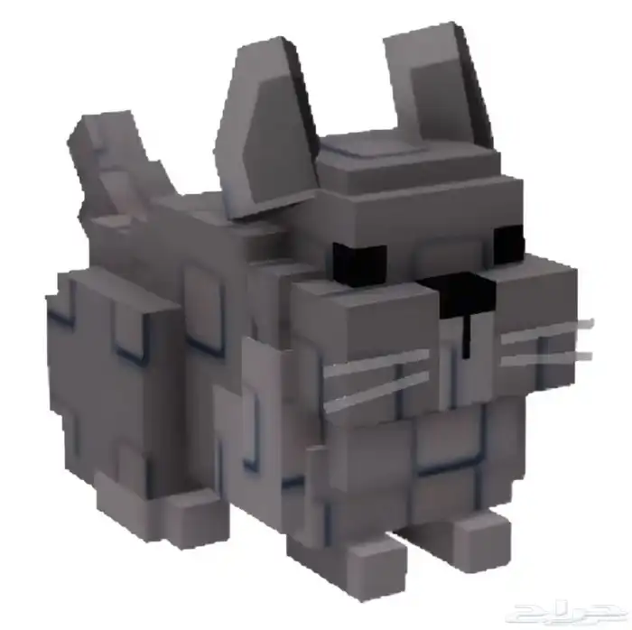 شينشيلا   Chinchilla ( سعر رخيص ) 0