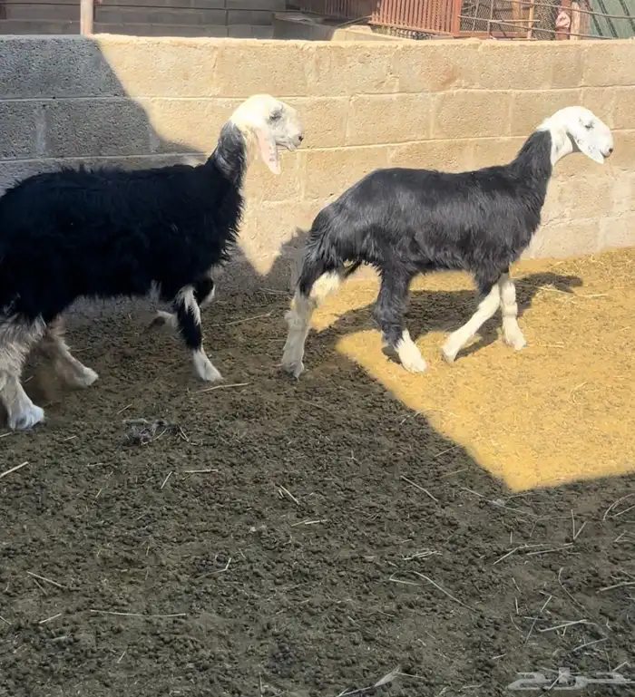 رخال نجد ( تم البيع) 0