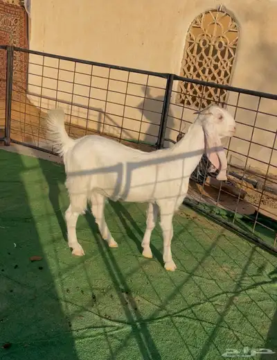 جفرة مقنوي 0