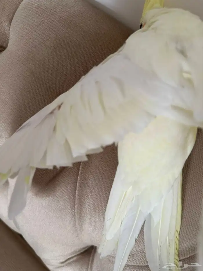 ببغاء كراون 2