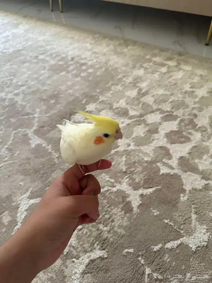 ببغاء كراون 0