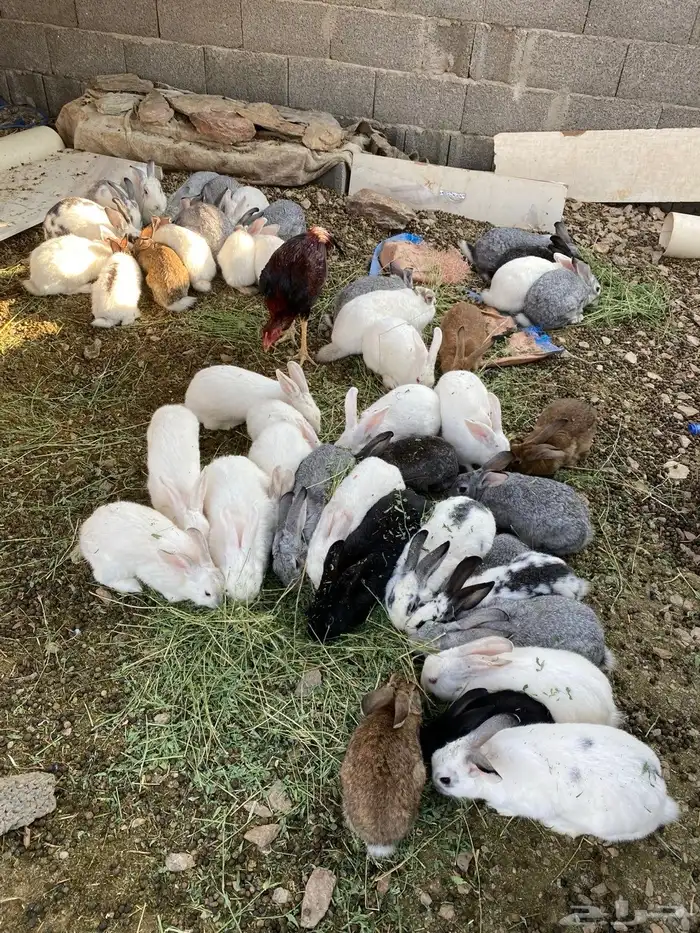 الأرنب 0