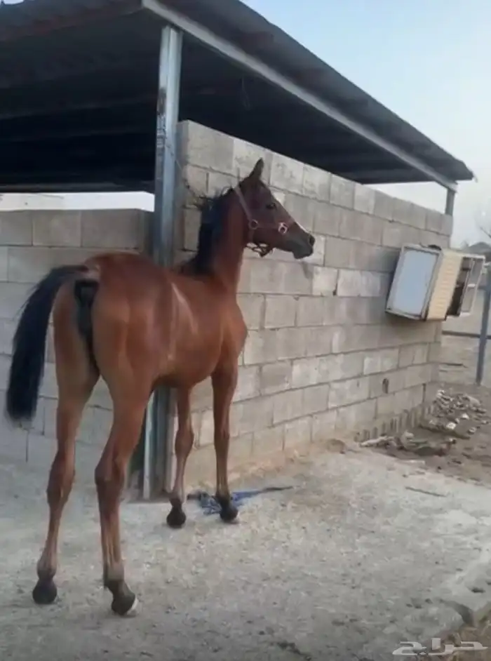 مهره للبيع 0