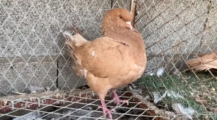 للبيع انثى كنق 1
