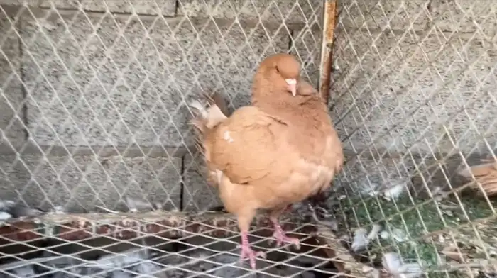 للبيع انثى كنق 0