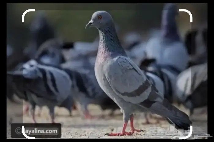 حمام سوادي 0