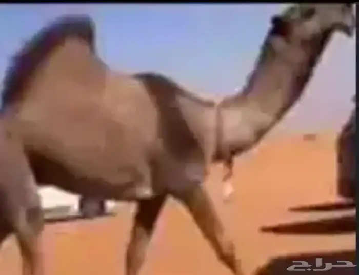 أبكار ابل طيبة نوادر النوادر قروب 2